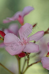 奥里安德语Name床单植物园粉色夹竹桃区系自然灌木绿色植物衬套背景图片