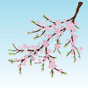 有粉红色花朵和花托的树枝插画