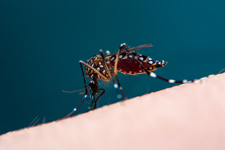 伊蚊近距离的带条蚊子正在吃人皮肤上的血下雨笨蛋疾病危险蚊科寄生虫昆虫学登革热漏洞害虫背景