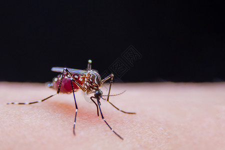 大便带血近距离的带条蚊子正在吃人皮肤上的血昆虫登革热野生动物害虫宏观笨蛋幼虫老虎漏洞发烧背景
