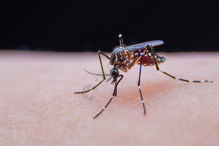 伊蚊近距离的带条蚊子正在吃人皮肤上的血宏观害虫动物登革热笨蛋昆虫老虎疟疾漏洞下雨背景