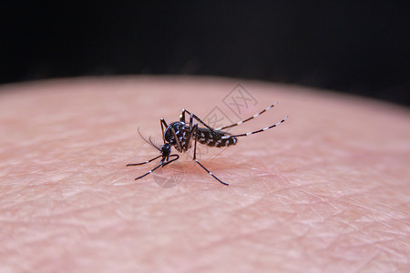 皮肤危险生物学宏观高清图片