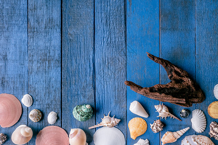 印有复制空间的蓝漆木板底浅蓝色贝壳和木材旅行桌子假期海洋海螺蓝色贝类美丽背景图片