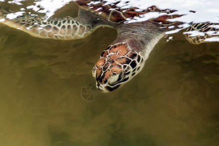 透明素材乌龟透明的水养龟场高清图片