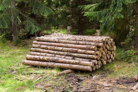 森林中砍伐的原木堆积树干高清图片素材