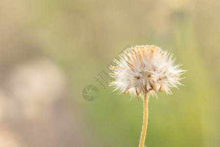 草花的自然本背景美女背景图片