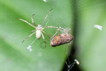 大型蜘蛛在产卵白色宏观昆虫动物背景图片