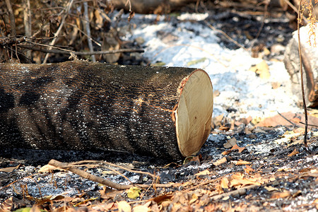 新的砍伐树桩和烧灼 全球升温的毁林森林群集树干高清图片素材