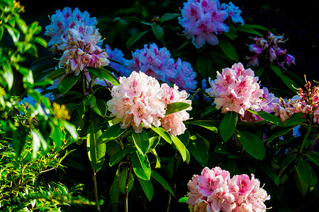 灌木 与美丽的粉红色花的特写照片园艺植物叶子绿色粉色植物群季节红色花园绽放高清图片素材