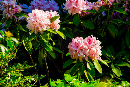 灌木 与美丽的粉红色花的特写照片季节红色粉色花园园艺叶子植物绿色植物群绽放高清图片素材