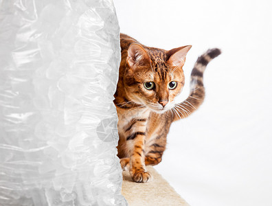 孟加拉小猫爬过冷冰袋以保持凉爽背景图片