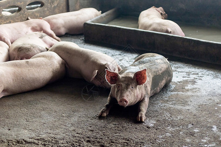 一头猪粉色白色配种兽医农场食物家畜小猪养猪场母猪谷仓高清图片素材