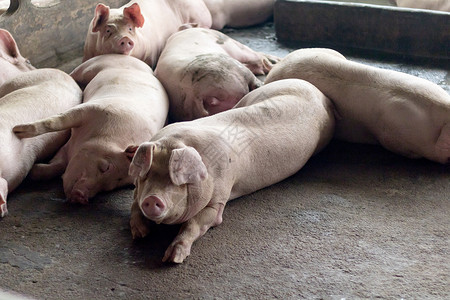 一头猪动物检查商业粉色猪肉配种兽医母猪养猪场家畜哺乳动物高清图片素材