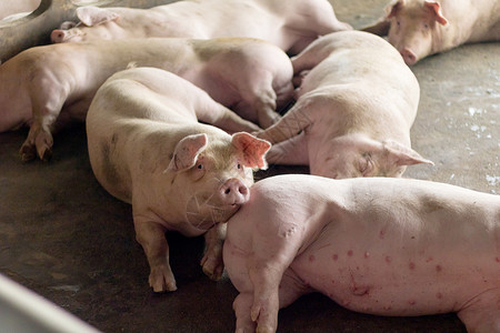 一头猪疾病鼻子家畜动物小猪谷仓母猪哺乳动物农场养猪场肮脏的高清图片素材