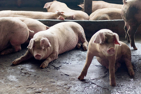 一头猪谷仓配种粉色商业白色哺乳动物养猪场母猪家畜鼻子自然高清图片素材