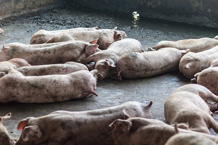 一头猪农场家畜白色配种母猪动物鼻子哺乳动物商业疾病年轻的高清图片素材