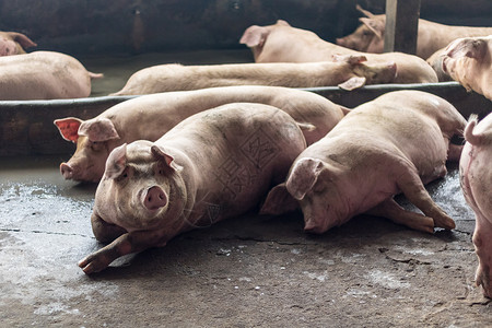 肥猪在猪养殖场吃过一顿饭后正在睡觉 猪养殖场是防止臭味和细菌的封闭系统白色哺乳动物小猪养猪场动物母猪配种谷仓家畜农场肉高清图片素材