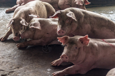 肥猪在猪养殖场吃过一顿饭后正在睡觉 猪养殖场是防止臭味和细菌的封闭系统配种疾病小猪商业猪肉谷仓母猪检查家畜养猪场粉色的高清图片素材