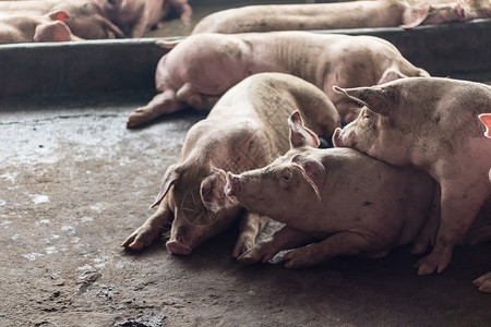 肥猪在猪养殖场吃过一顿饭后正在睡觉 猪养殖场是防止臭味和细菌的封闭系统粉色动物白色农场小猪猪肉配种养猪场母猪哺乳动物粉色的高清图片素材