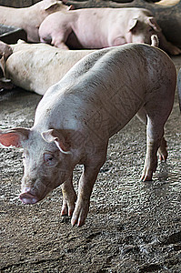 一头猪动物粉色商业养猪场谷仓检查母猪农场小猪兽医疾病高清图片素材