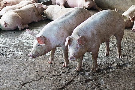 一头猪家畜谷仓猪肉白色商业兽医动物哺乳动物小猪配种年轻的高清图片素材