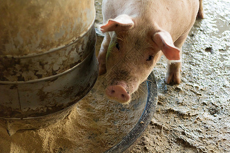 一头猪小猪家畜白色农场粉色谷仓配种食物动物养猪场商业高清图片素材