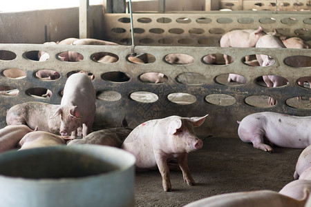 一头猪粉色配种母猪食物动物小猪检查家畜农场白色肮脏的高清图片素材