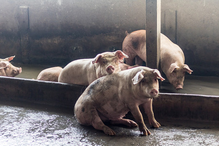一头猪配种食物农场小猪鼻子谷仓粉色动物家畜哺乳动物母猪高清图片素材
