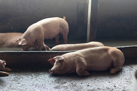 一头猪谷仓农场检查动物白色食物配种粉色小猪养猪场肮脏的高清图片素材