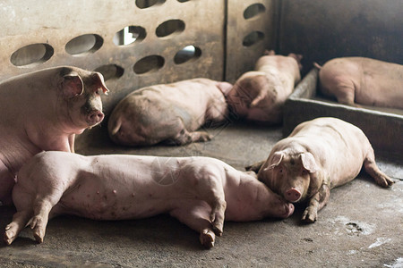 一头猪家畜食物谷仓动物商业农场疾病鼻子母猪配种兽医高清图片素材