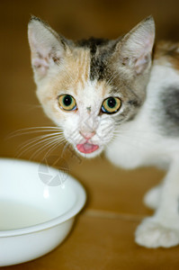 Kitten 饮用水牛奶毛皮孩子新生食物晶须眼睛动物婴儿乐趣头发加托高清图片素材