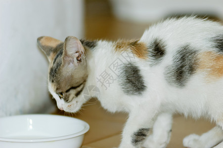 Kitten 饮用水牛奶孩子乐趣宠物婴儿小猫新生晶须眼睛食物哺乳动物自然高清图片素材
