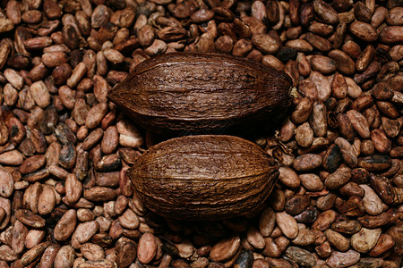 亚提桑生物巧克力生产 古柯水果和豆类 是同溴化合物的来源背景图片