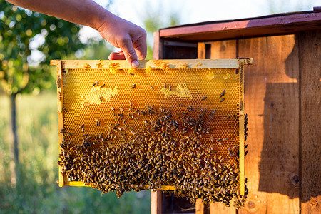 蜜蜂框架甜的健康高清图片