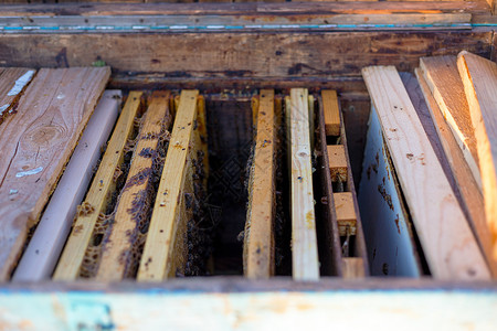 打开蜜蜂蜂巢和蜂窝架高清图片