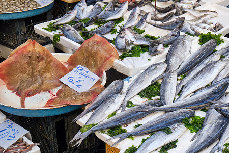 不同种类的销售鱼食物海洋饮食盐水章鱼棕褐色渔业钓鱼鱿鱼鲭鱼冰高清图片素材