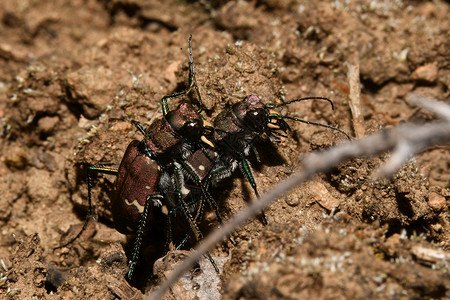 一匹马甲虫在地上昆虫动物宏观蝴蝶森林背景图片