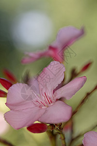 奥里安德语Name粉色夹竹桃灌木床单绿色衬套自然区系植物园植物背景图片