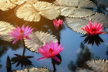 清晨红莲花会开花花园热带池塘蓝色叶子花瓣植物植物群荷花旅行背景图片