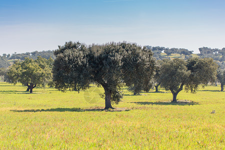 位于西班牙的埃斯特雷马杜拉绿草原上的橡树高清图片