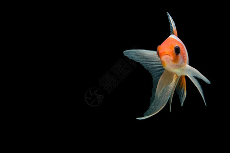 科伊鱼色白色黑色鲤鱼动物红色背景图片