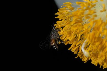 蜜蜂在花上找到食物花粉花园背景图片