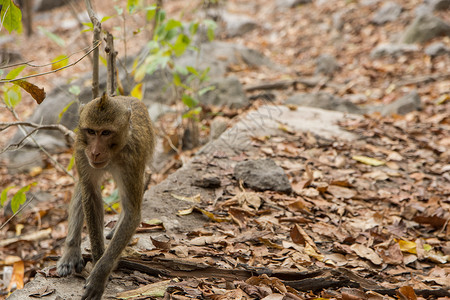 猴子在森林中行走荒野棕色森林背景图片