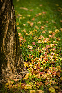 落花落草 / 落花落草 / 落花落 G背景图片