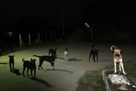 尽在眼中他们在夜间观野狗的眼中 等待着吃食物反射地面文化人行道眼睛公园寺庙城市宠物阴影背景