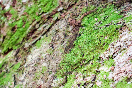苔藓表面生长雨林木材表面生长的绿色苔藓和真菌发芽叶子森林季节宏观家庭石头植物地面荒野背景