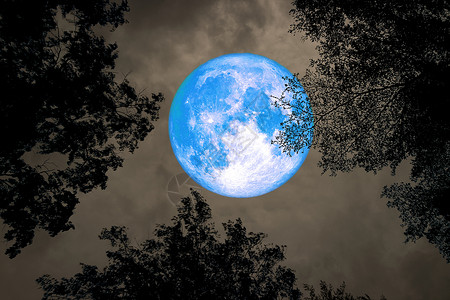 满月后 在树冠顶端的树上夜空之间风景反射海浪血月墙纸月亮月光月球地平线天空背景图片