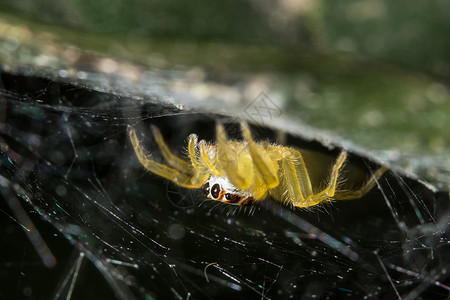 叶子上的大型蜘蛛宏观昆虫绿色动物背景图片