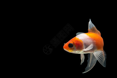 科伊鱼色动物白色黑色鲤鱼红色背景图片