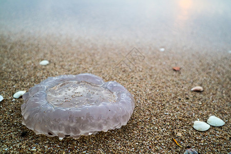 水母杯是由风暴引起的海滩上的波浪天高清图片素材